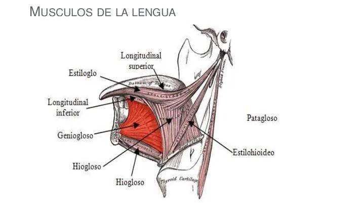 Músculos de la lengua Músculos de la lengua