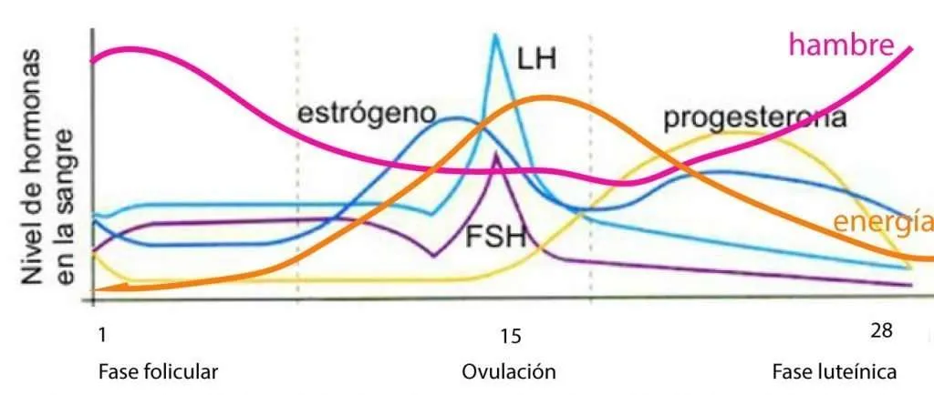 La gingivitis y el ciclo menstrual La gingivitis y el ciclo menstrual